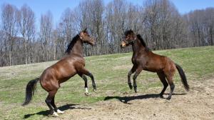 Quick Chaos, Kimberly Godwin Clark, Retired Racehorse Project, Thoroughbred Makeover